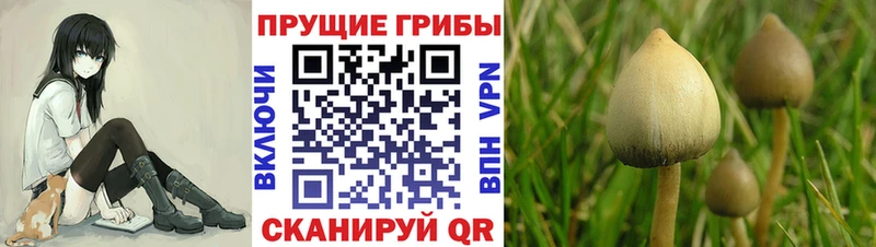 Галлюциногенные грибы Magic Shrooms  Зея 
